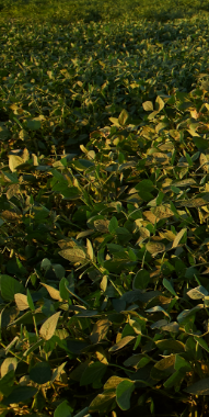 beautiful-shot-green-plant-field